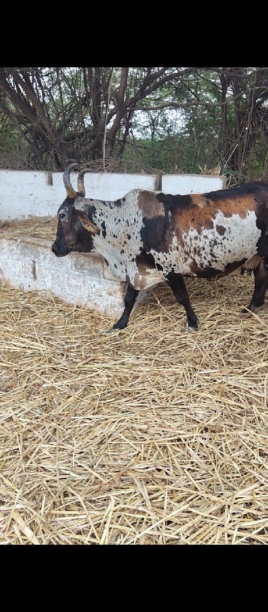 એ સબ ક્રોસિંગ ગાય વેચવાની