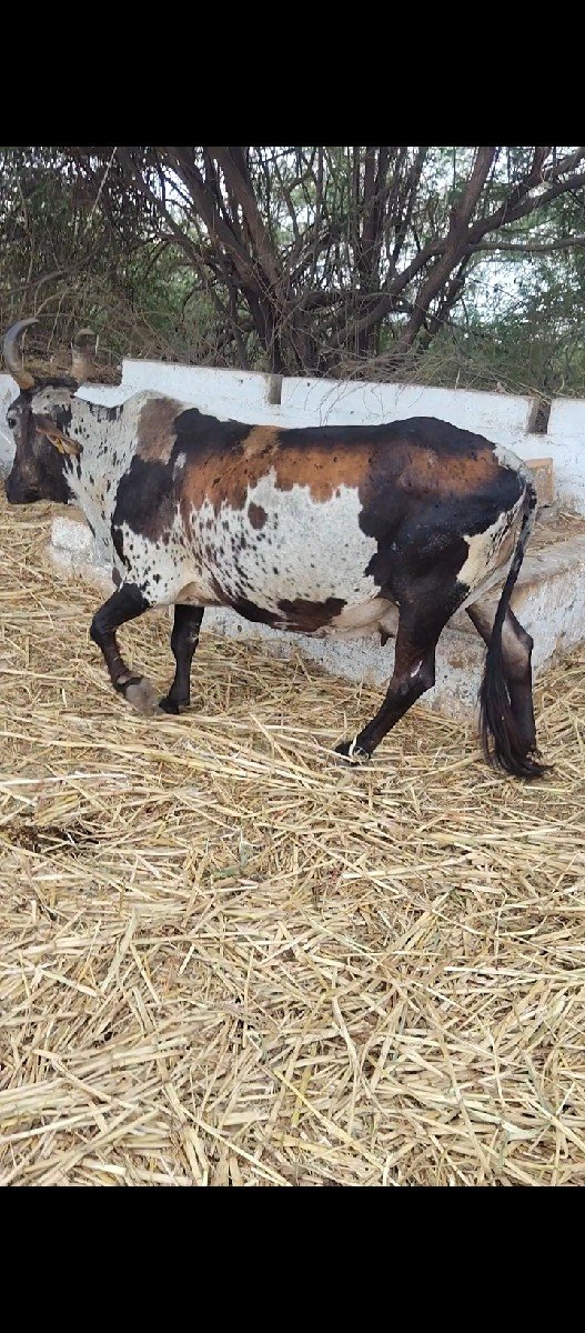 એ સબ ક્રોસિંગ ગાય વેચવાની