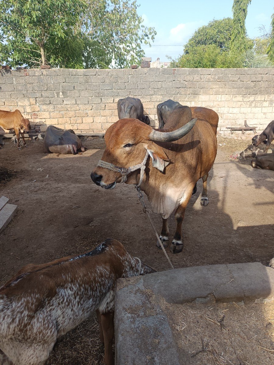 દેશી ગાય