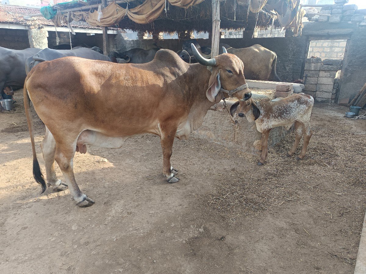 દેશી ગાય