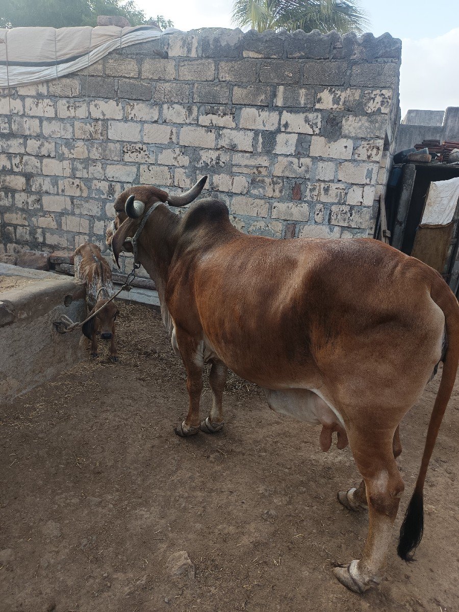 દેશી ગાય