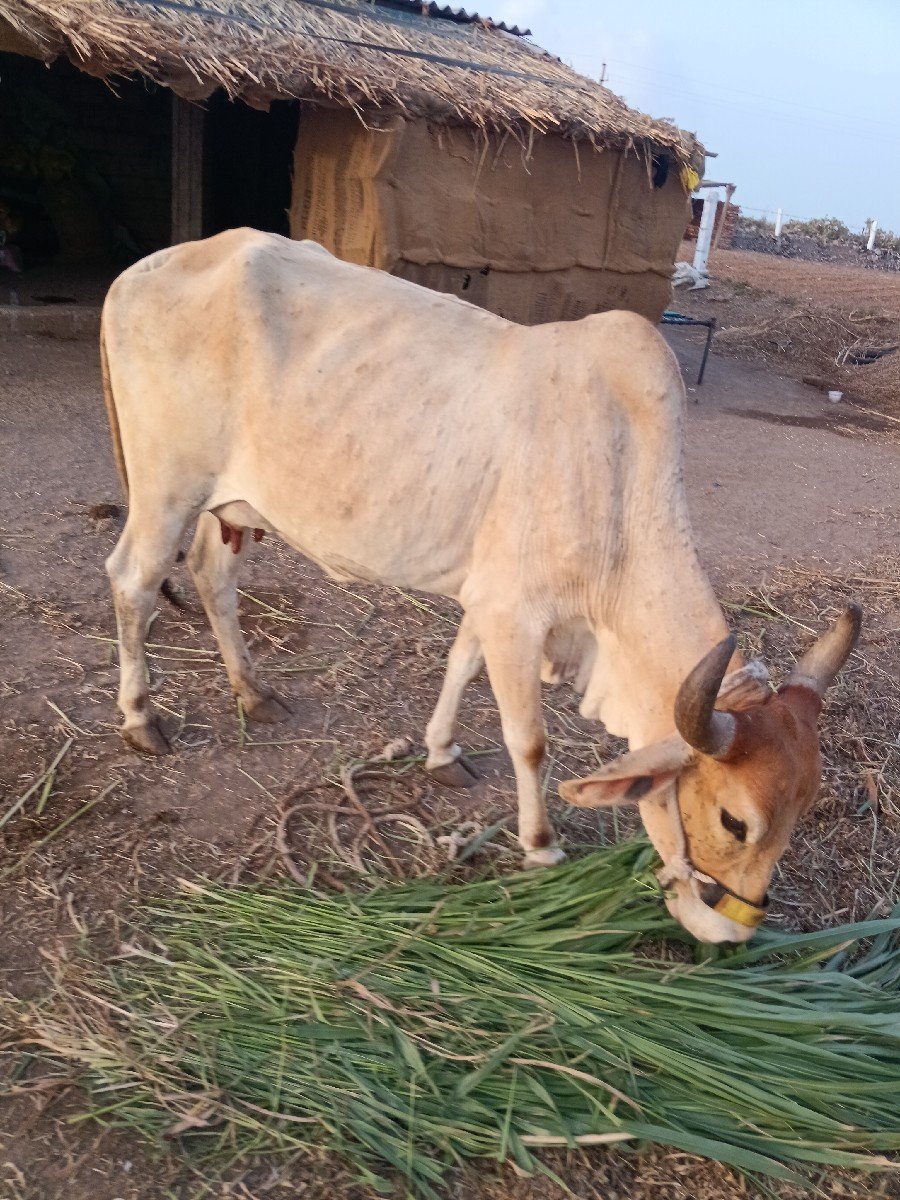 10દિવસનિ વિયાણ