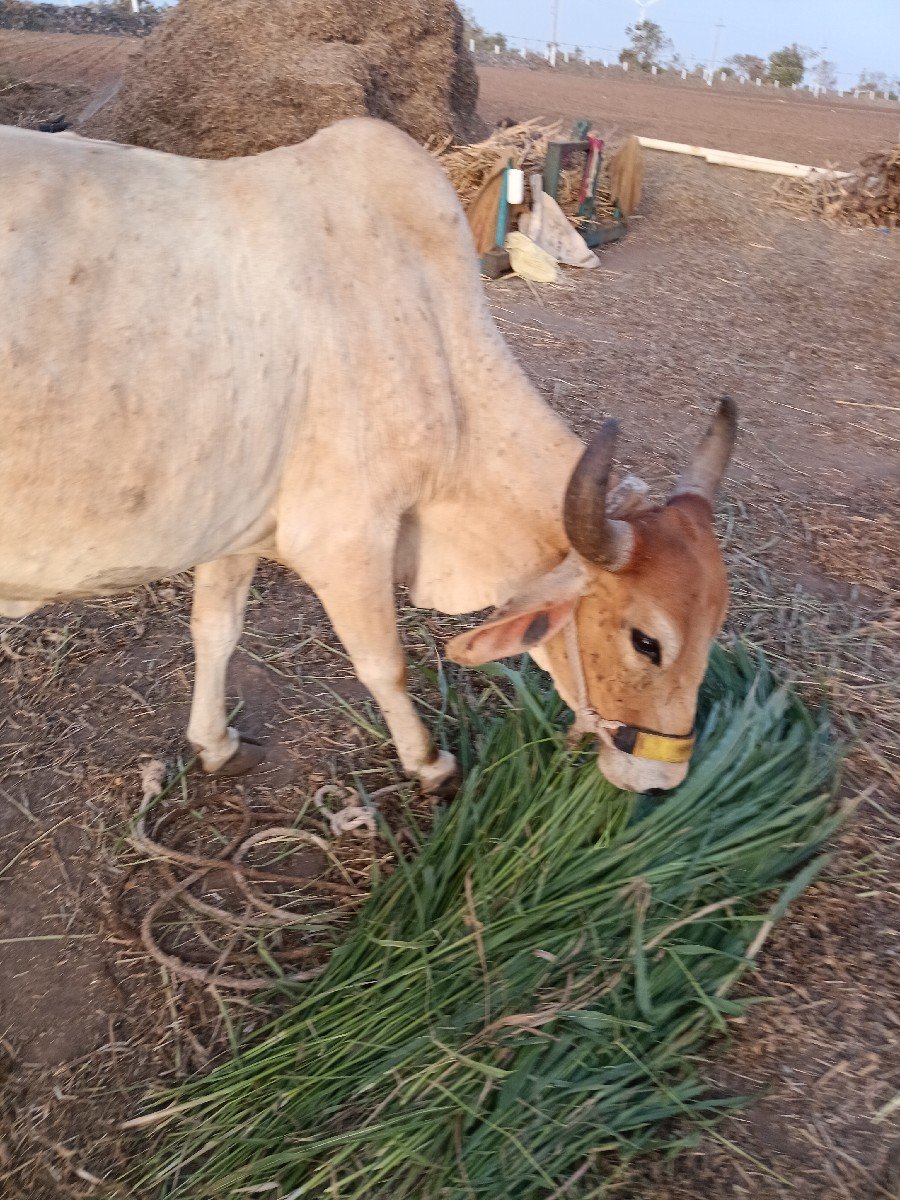 10દિવસનિ વિયાણ