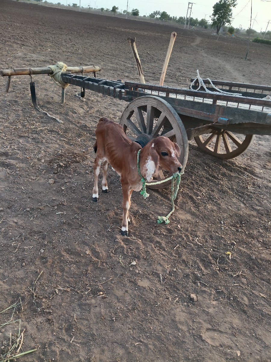 10દિવસનિ વિયાણ