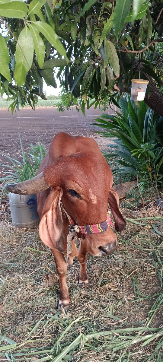 vechavani se gir hodki