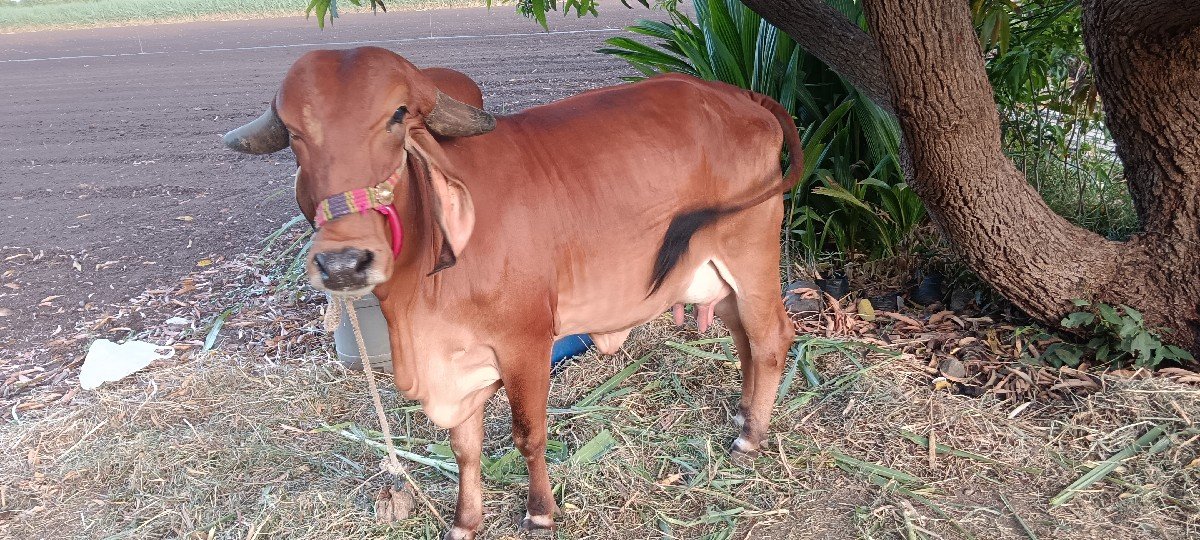 vechavani se gir hodki