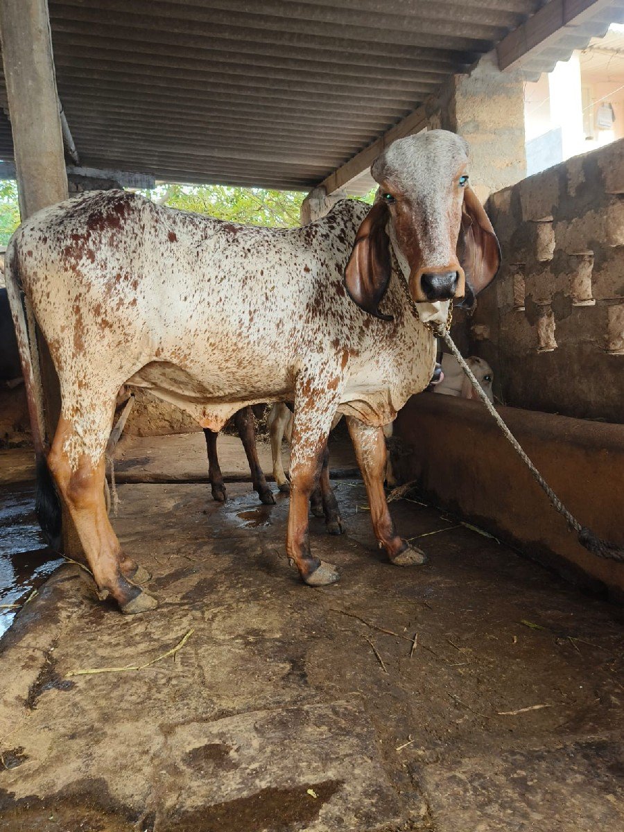 બે વાચડી વેચવાની છે