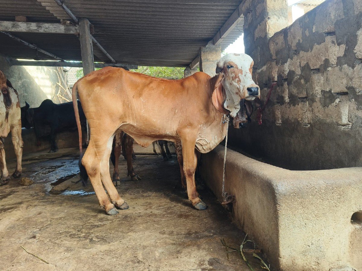 બે વાચડી વેચવાની છે