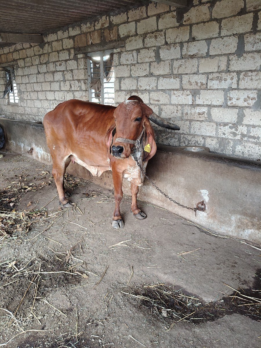 ગાય વેચવા નિ સે