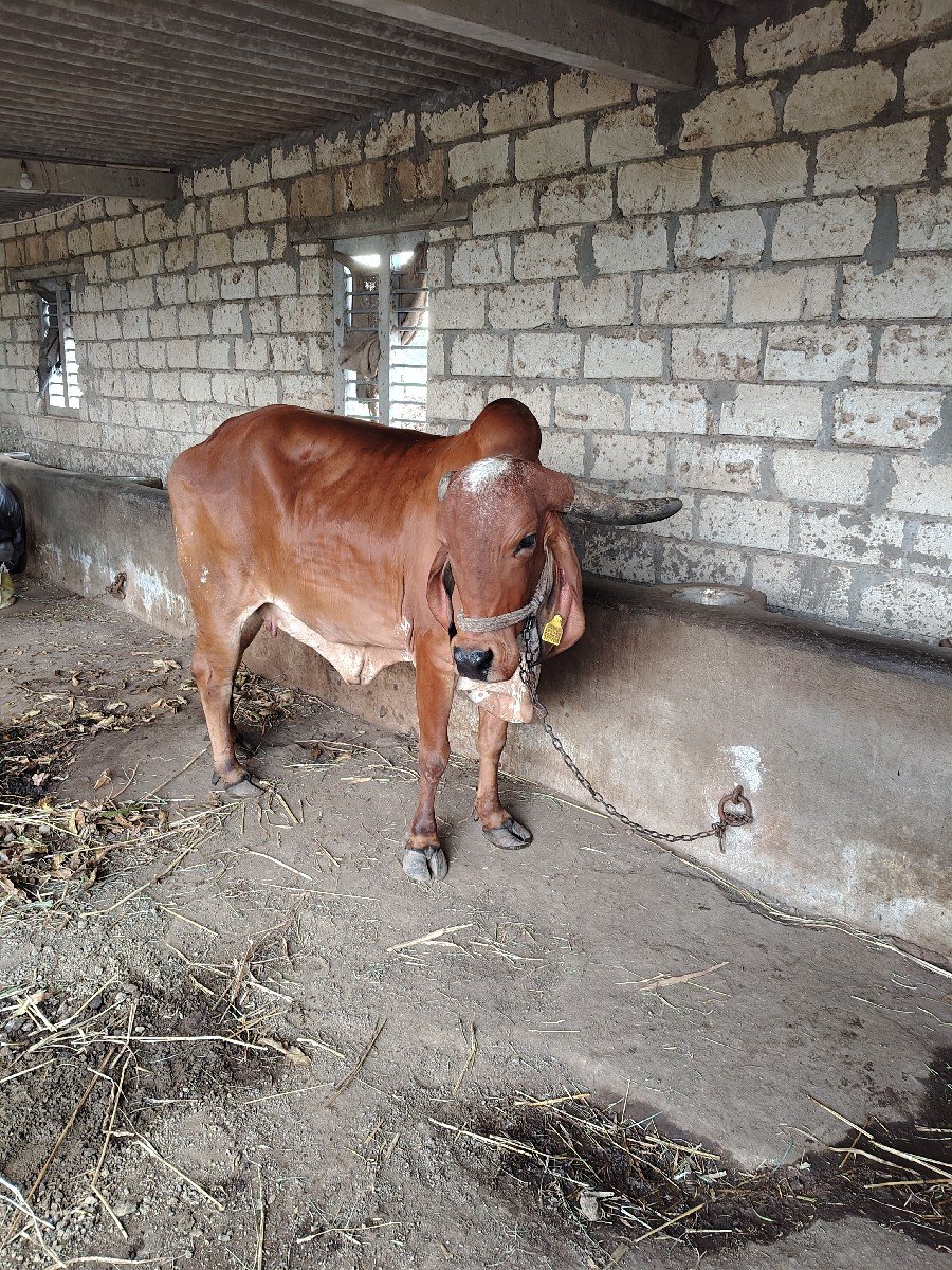 ગાય વેચવા નિ સે