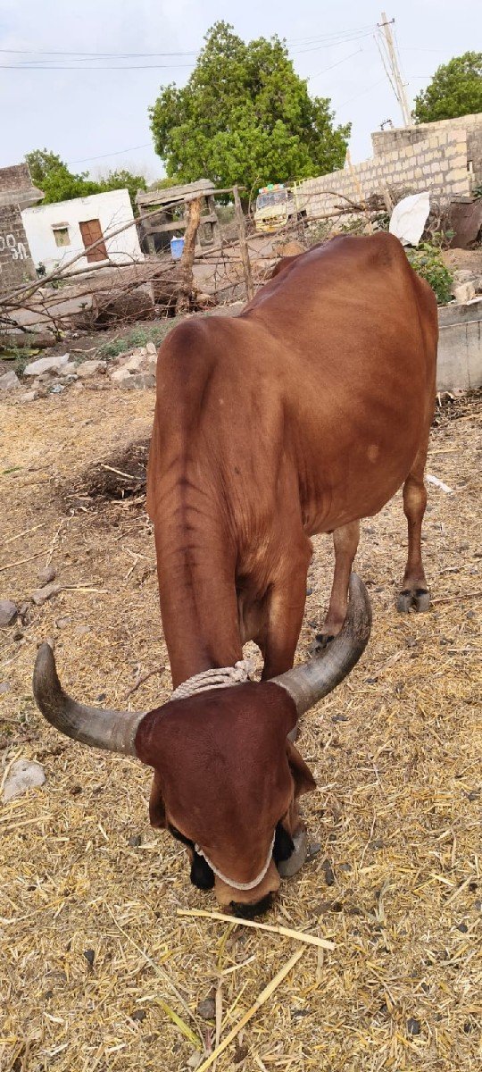 વેચવાની છે