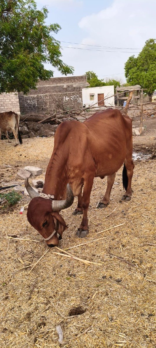વેચવાની છે