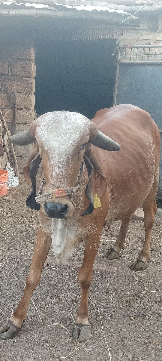 8 mhina gabhni gir hodki vechvan
