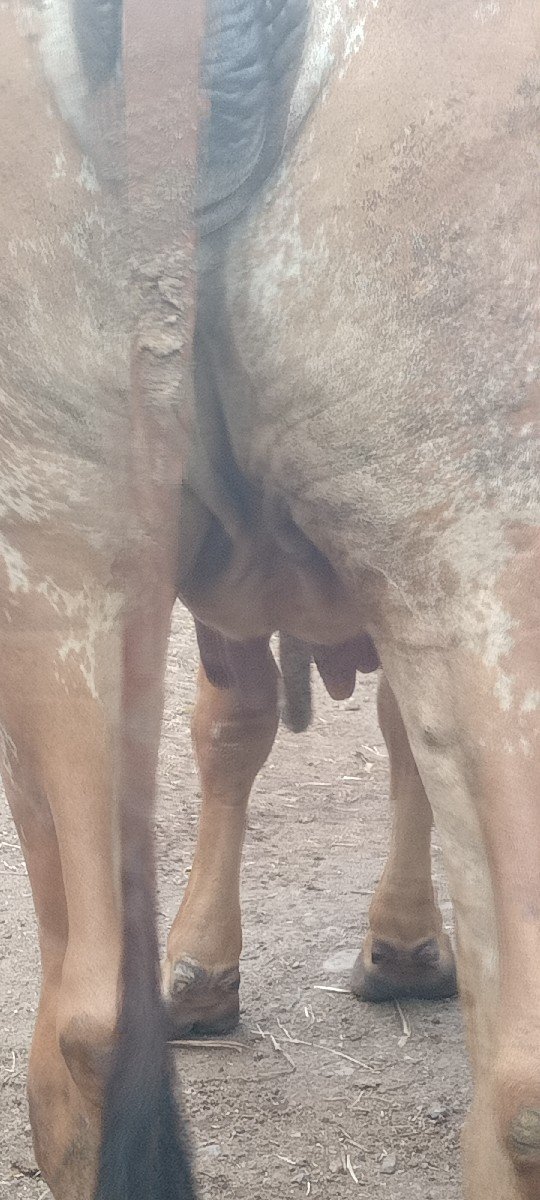 8 mhina gabhni gir hodki vechvan