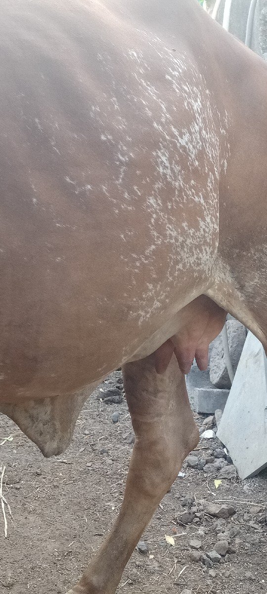 8 mhina gabhni gir hodki vechvan