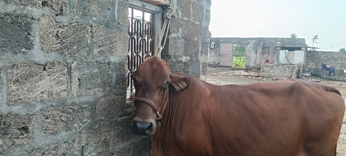 ગાય વેચવાની છે