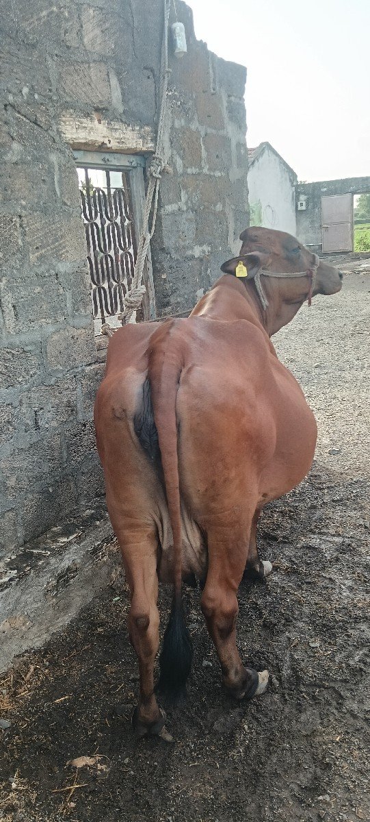 ગાય વેચવાની છે