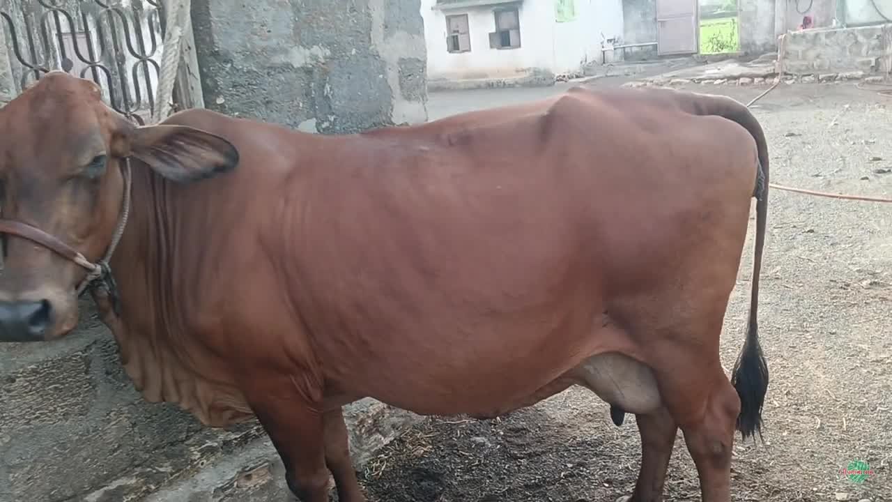 ગાય વેચવાની છે