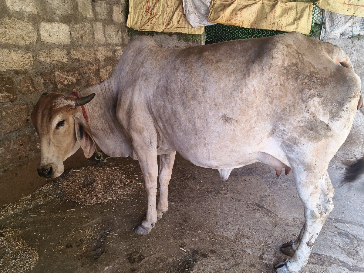maakdi Buri Odh ki bechwani se