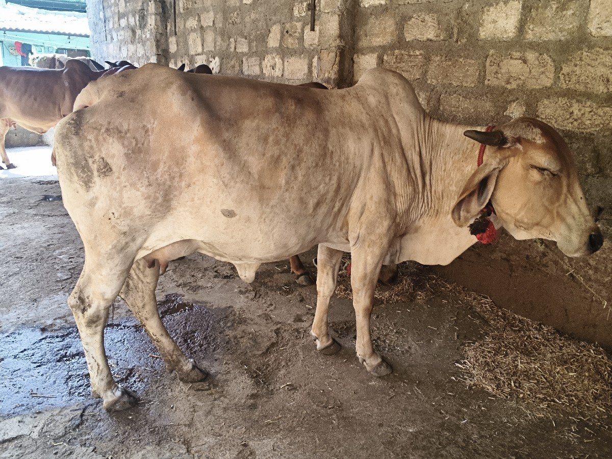 maakdi Buri Odh ki bechwani se