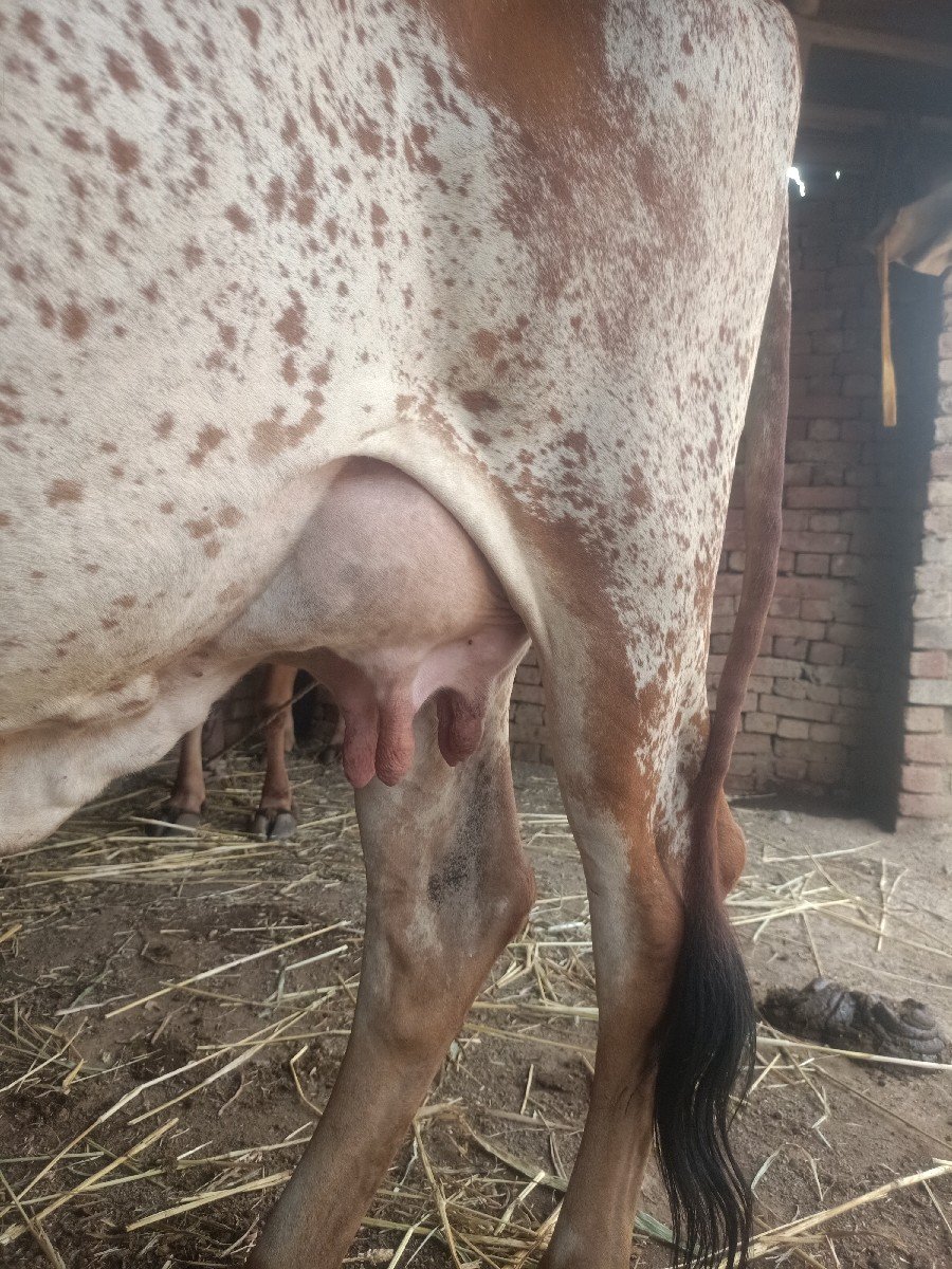 ગાય વેચવાની છે