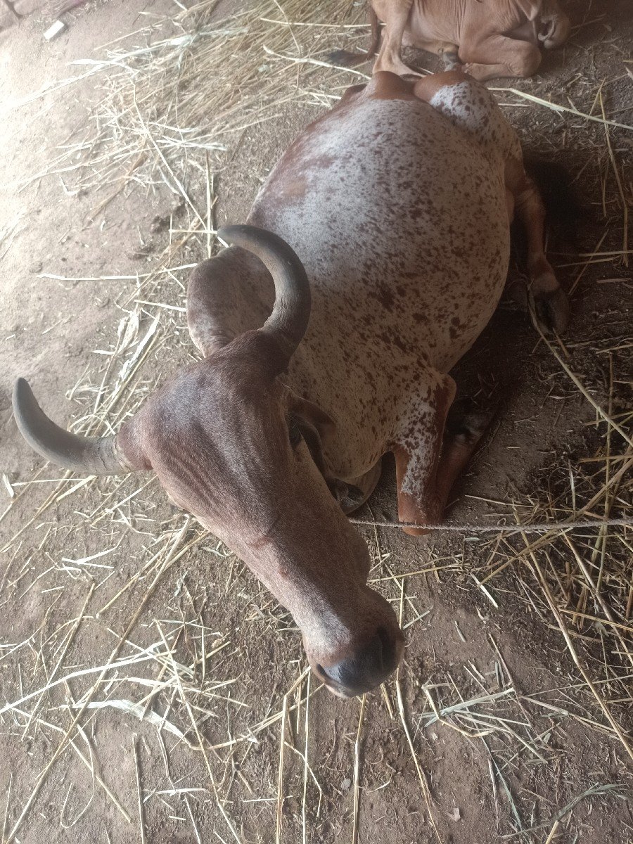 ગાય વેચવાની છે