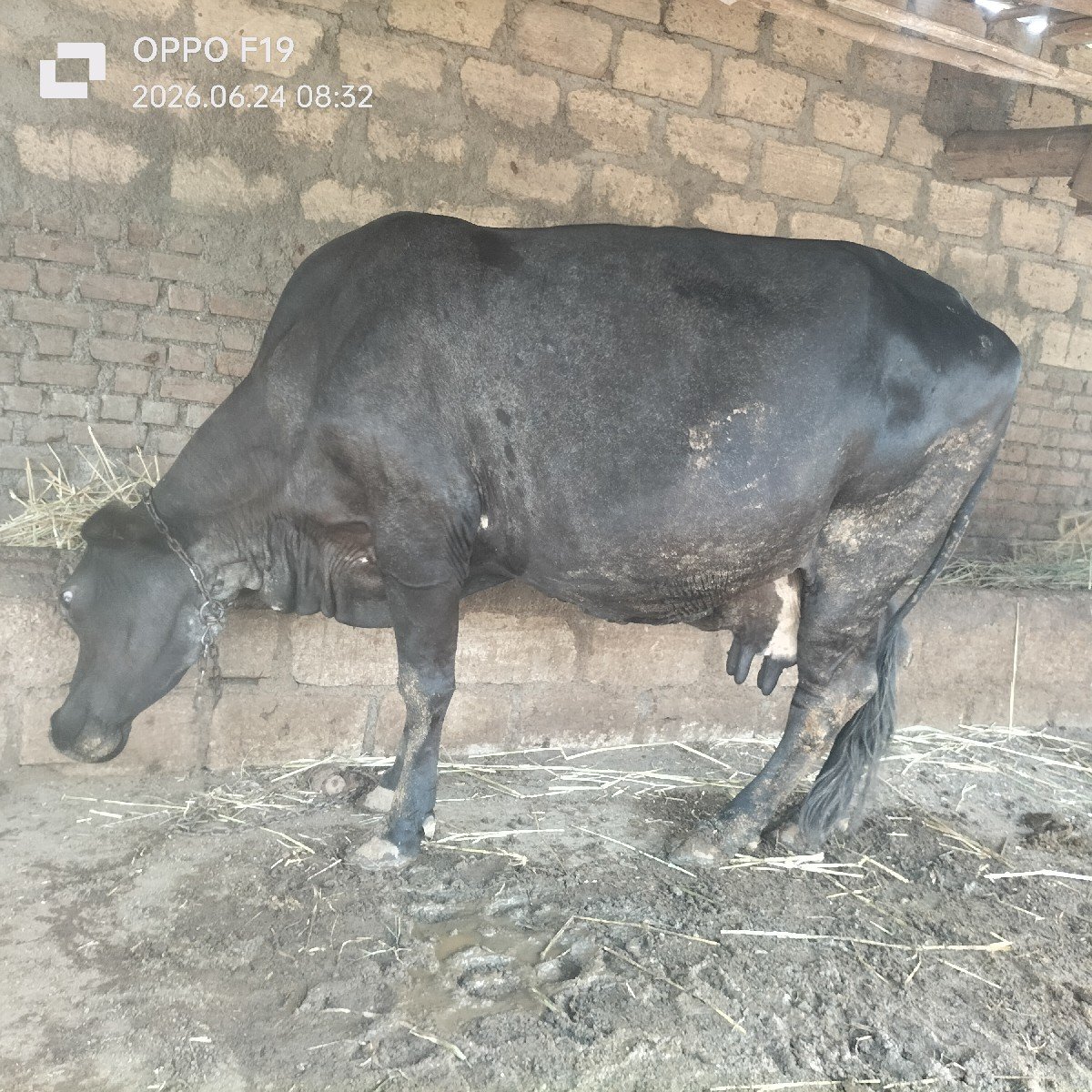 ગાય વેચવાની