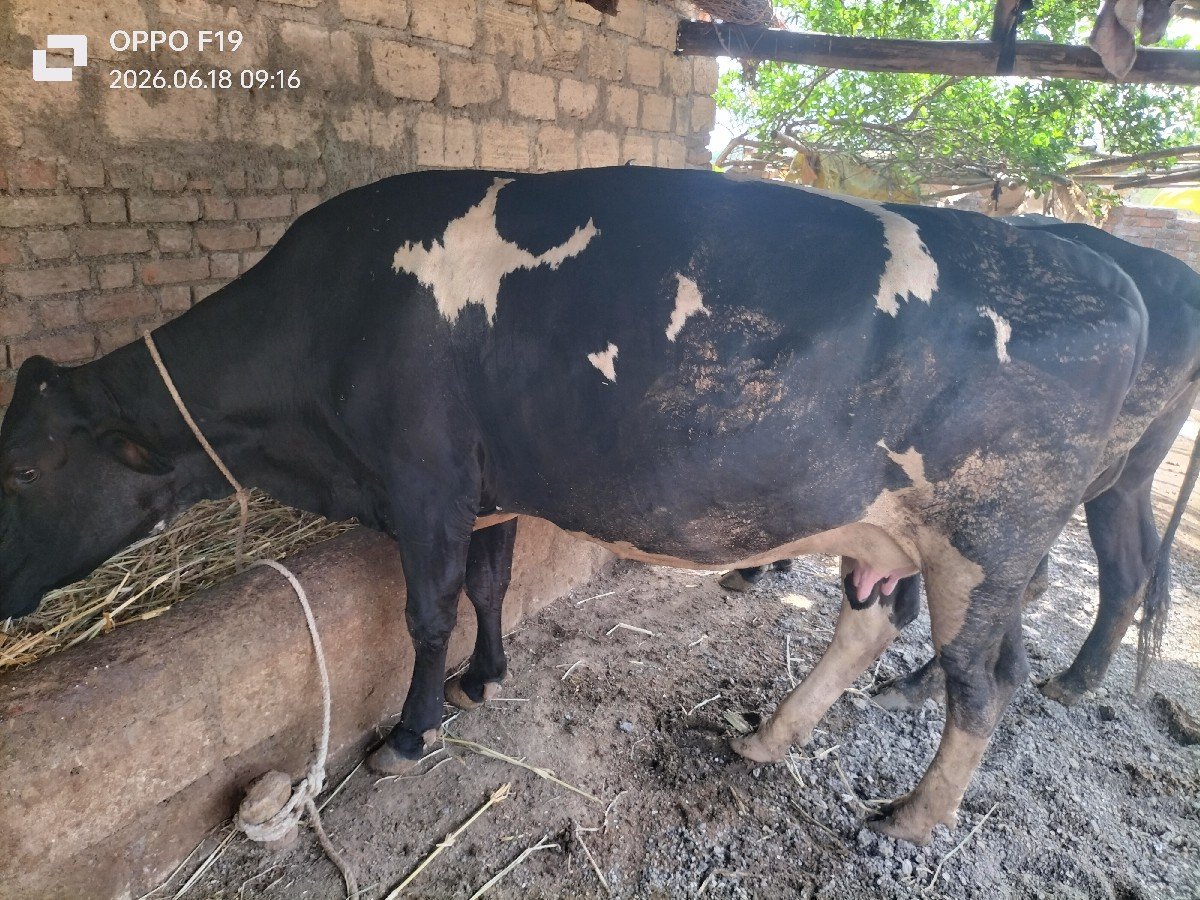 ગાય વેચવાની