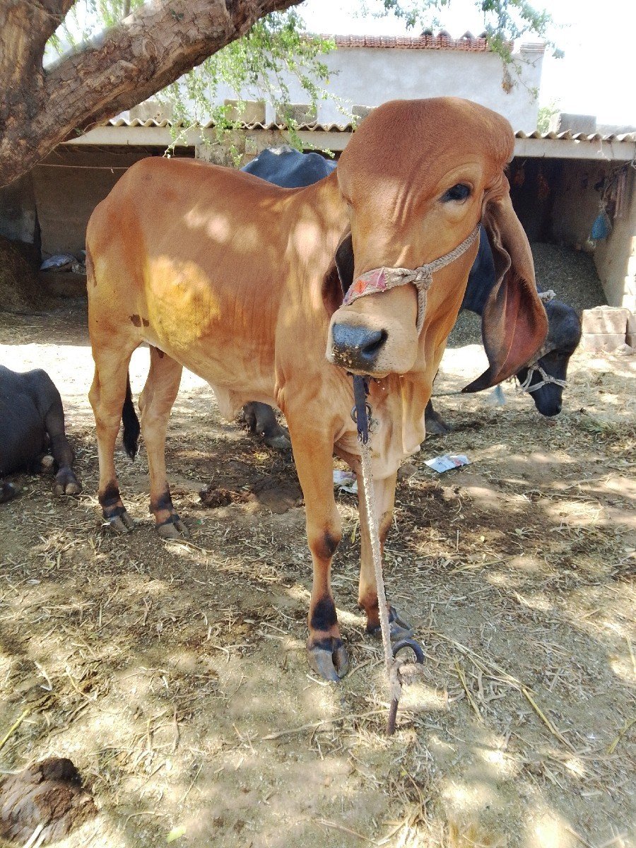 દિવ્યેશ કરણા વરવારીયા