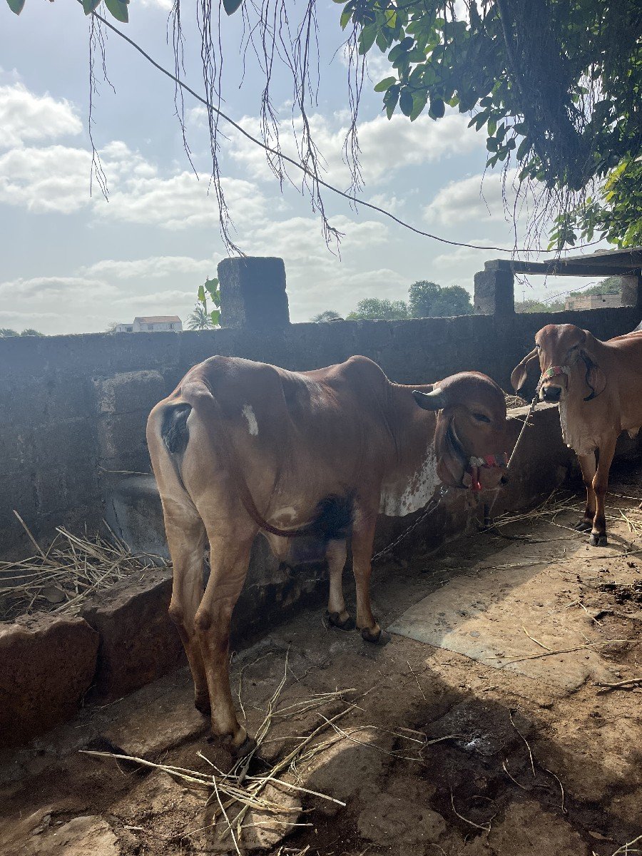 વોડકી 3વરસ