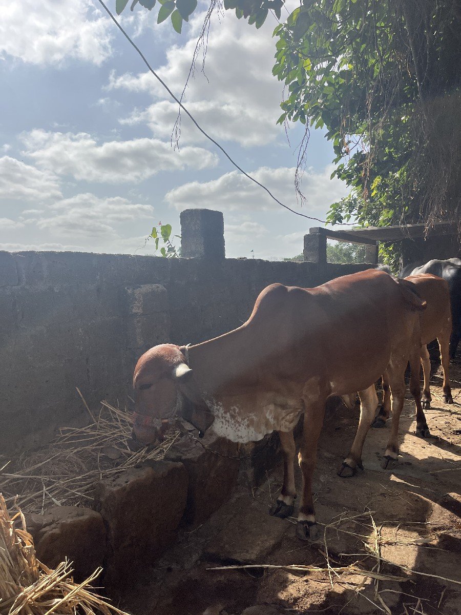 વોડકી 3વરસ