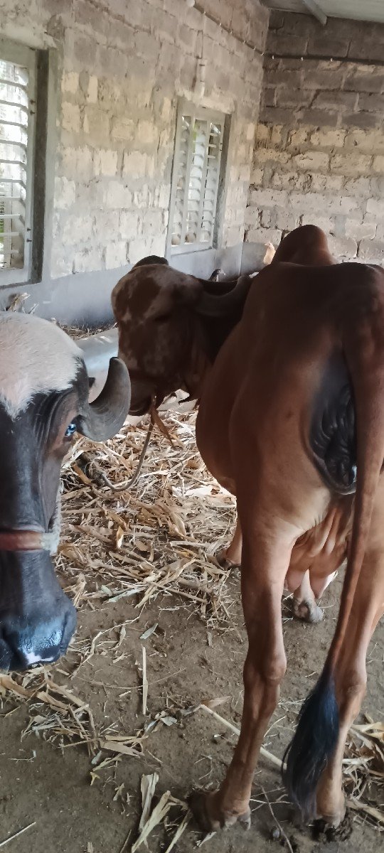 Gir gay vechvani che