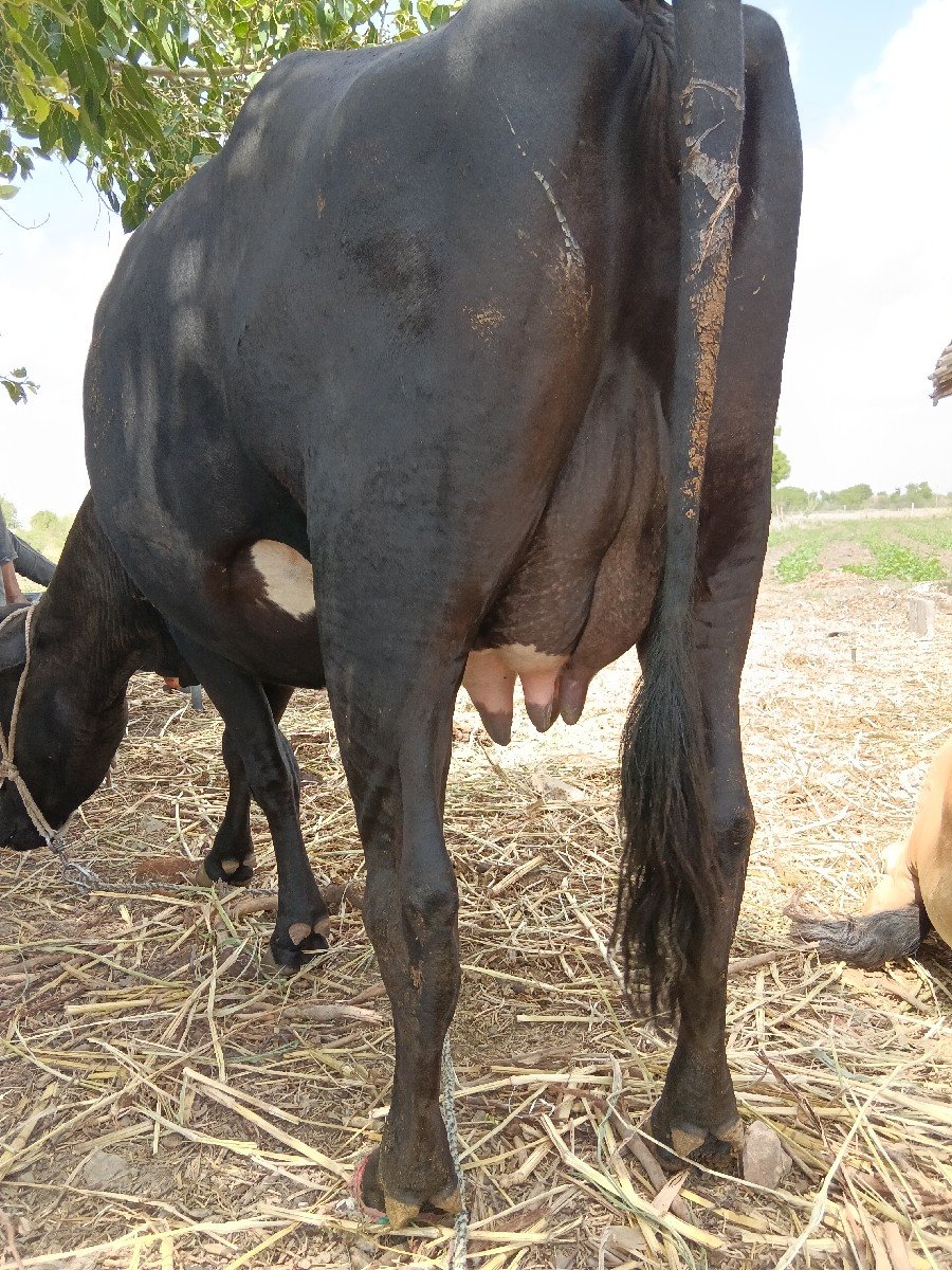 આ ગાય વેચવાની છે