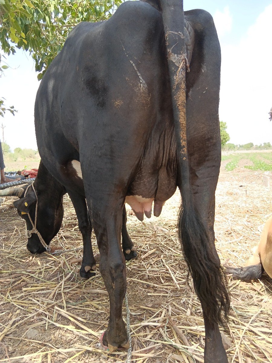 આ ગાય વેચવાની છે