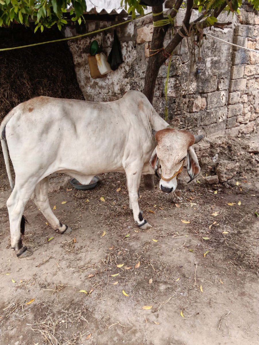 hodki vechvani che