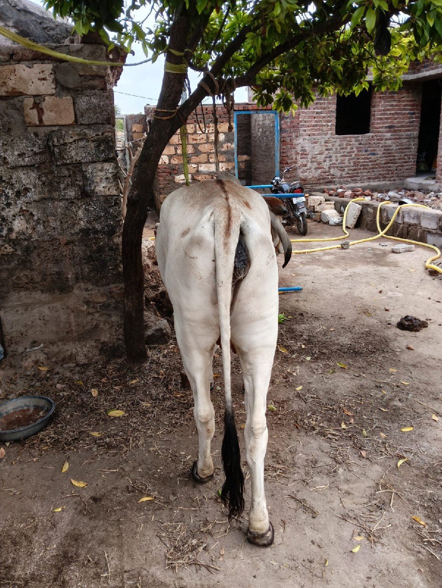 hodki vechvani che
