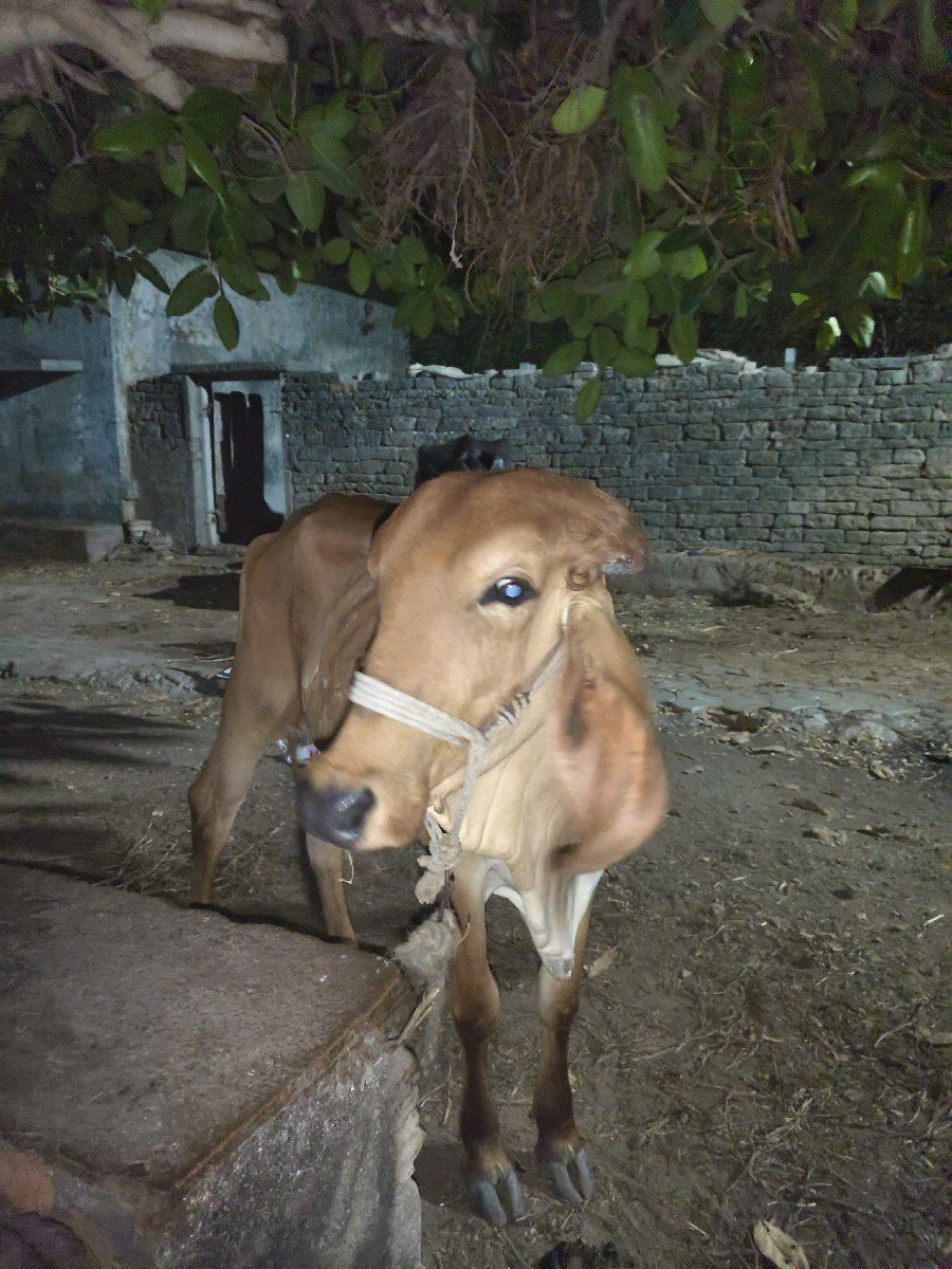 વાંસળી વેચવા ની છે