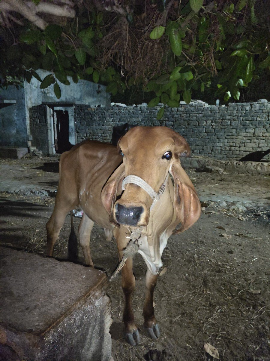 વાંસળી વેચવા ની છે