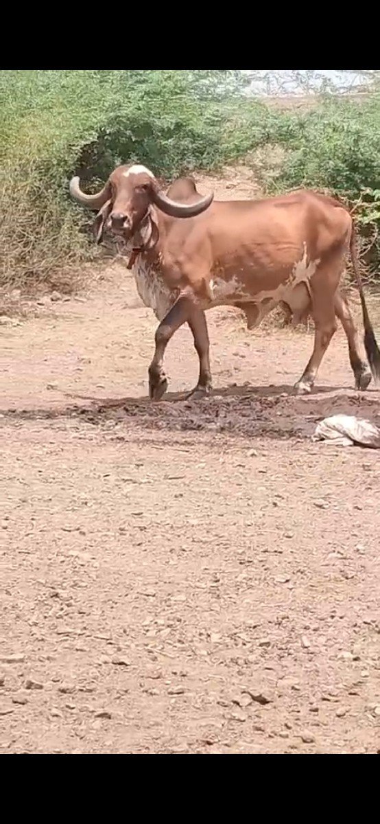 વેચવા ની છે