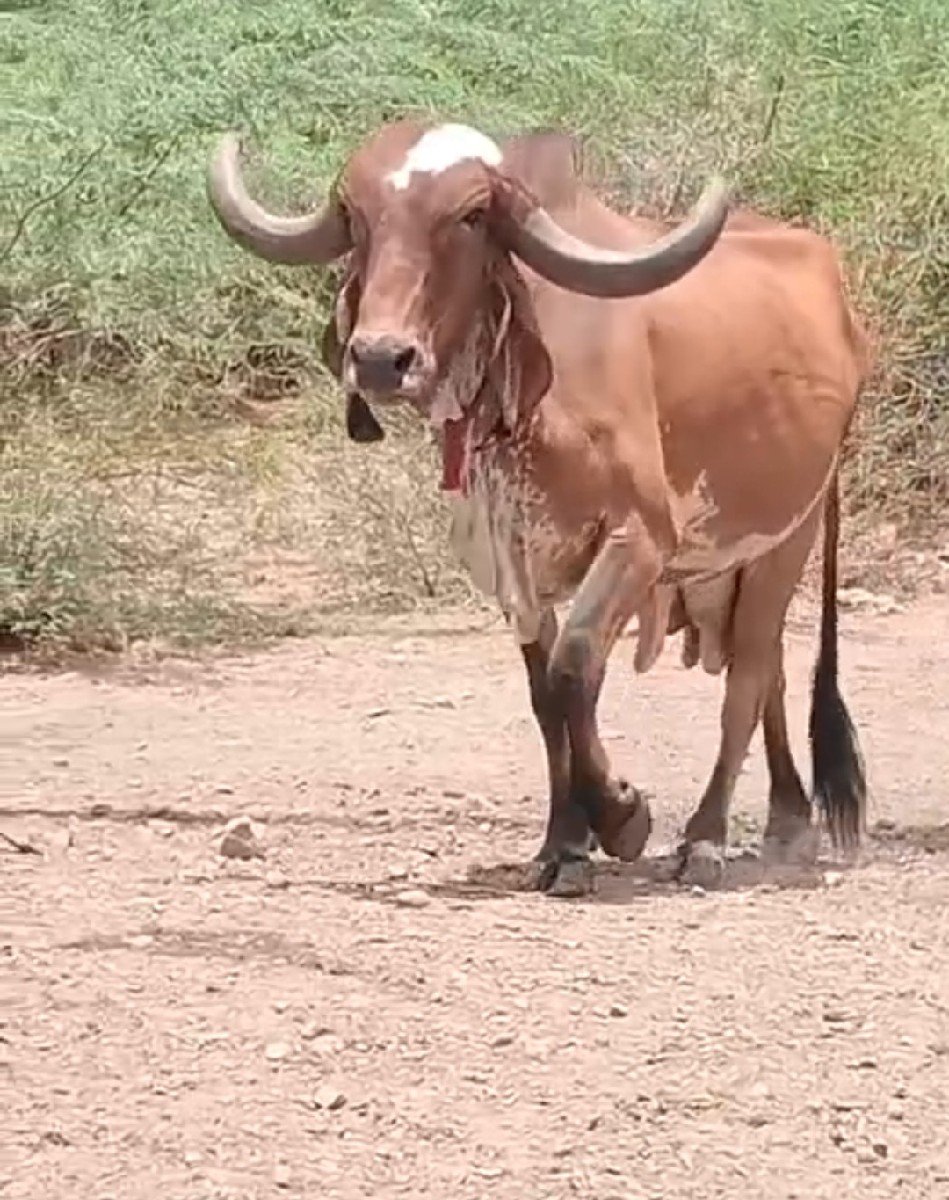 વેચવા ની છે