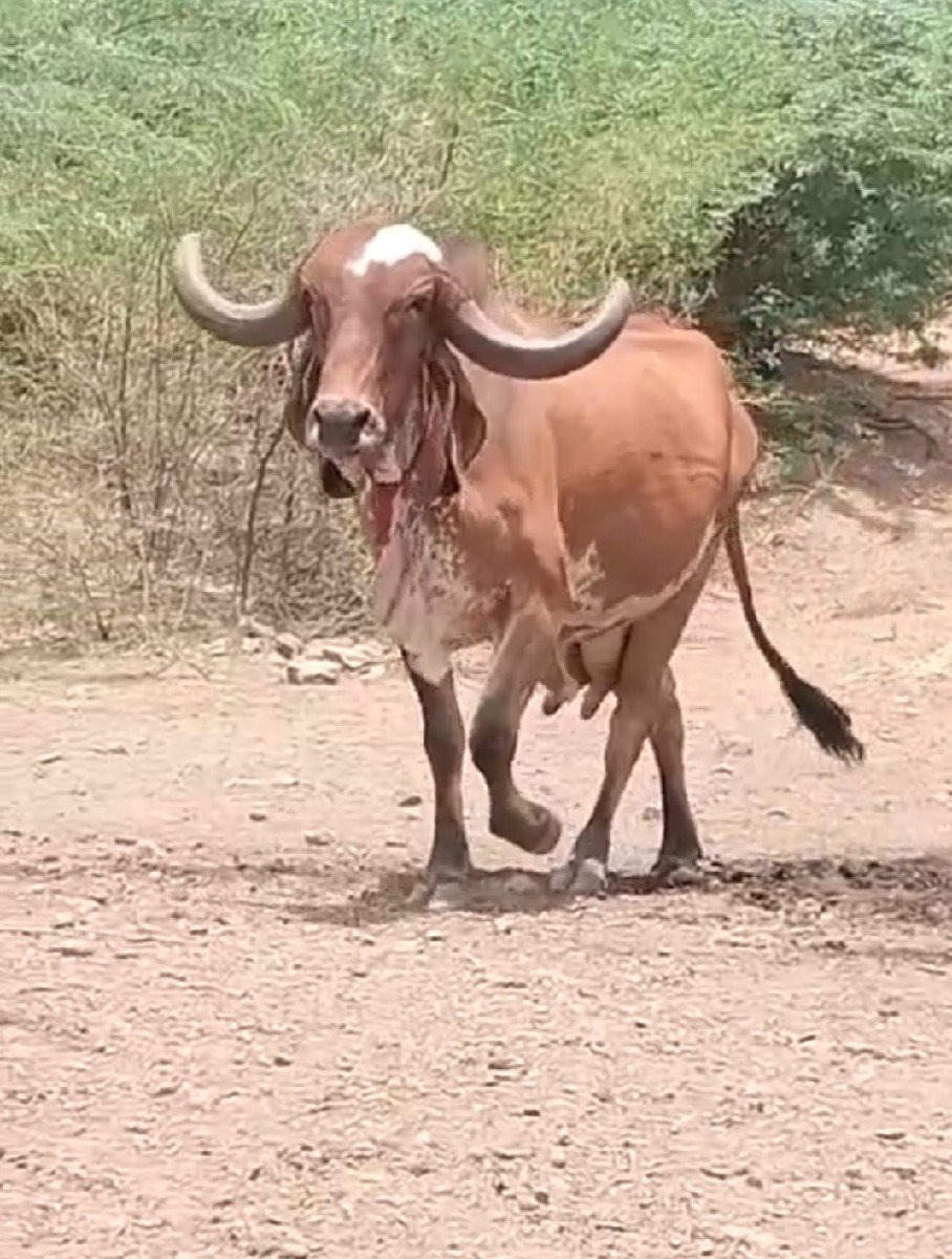 વેચવા ની છે