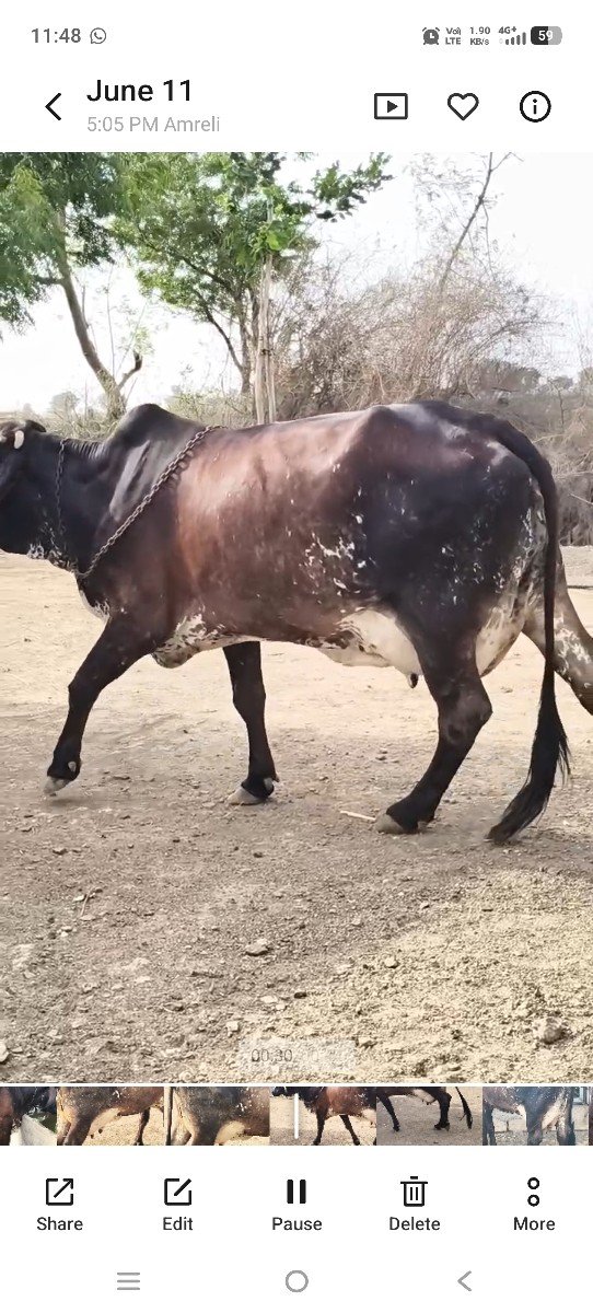 ગીર ક્રોસ ગાય વેચવાની છે.