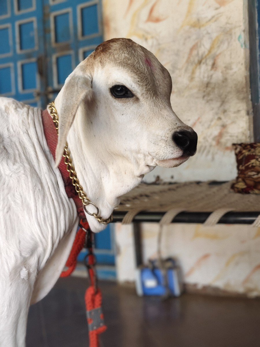 ગાય વેચવા ની છે