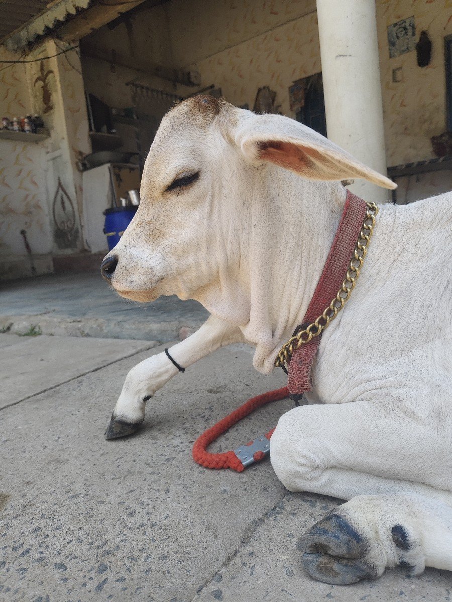 ગાય વેચવા ની છે