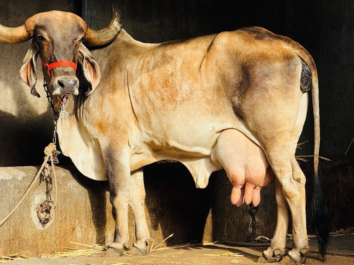 ગીર માકડી ગાય વેચવાની છે