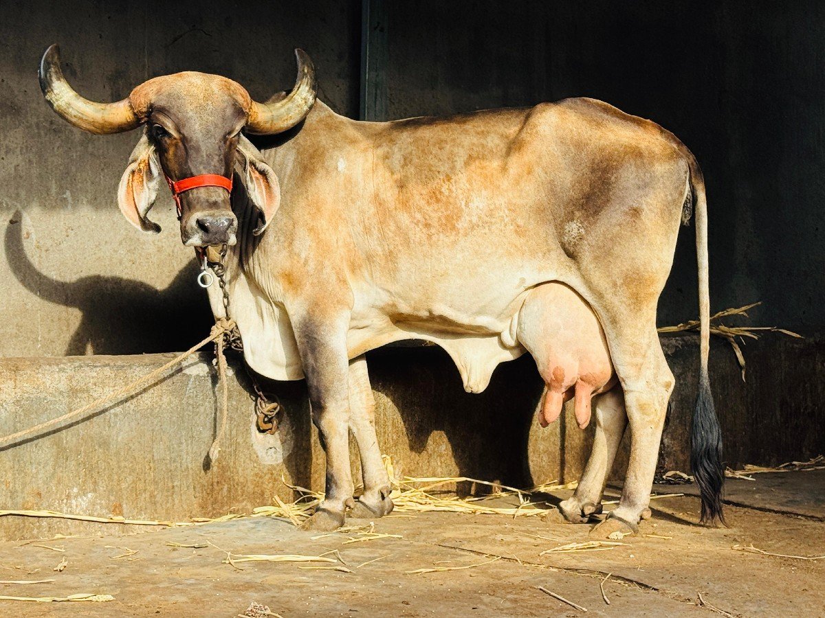 ગીર માકડી ગાય વેચવાની છે