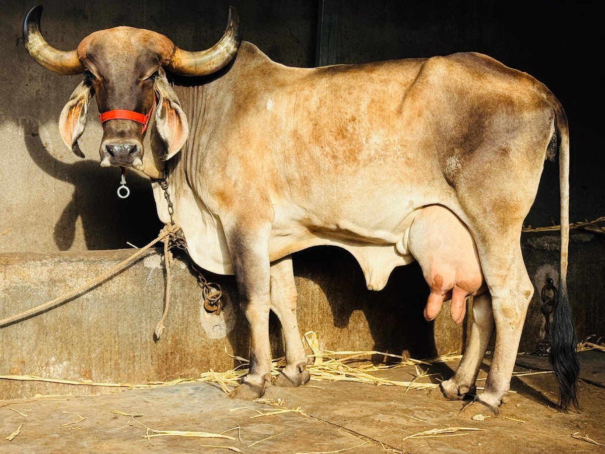 ગીર માકડી ગાય વેચવાની છે