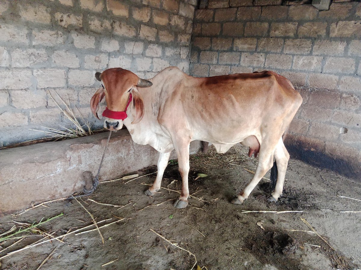 ગાયવેચવાનીછેવેતરબુજુછે
નીચેવાછડોછે