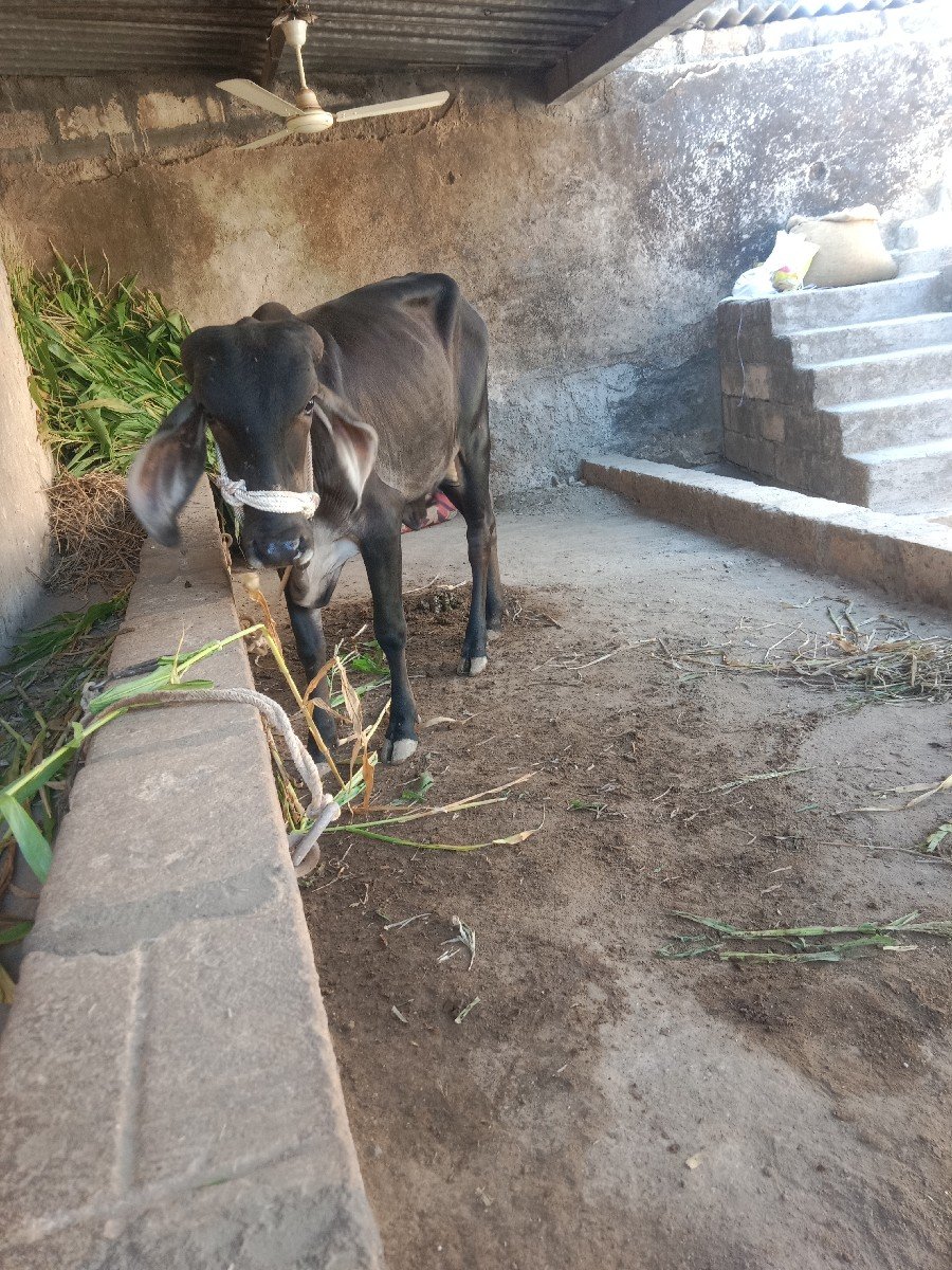 બ્લેક વાછડી વેચવાની છે