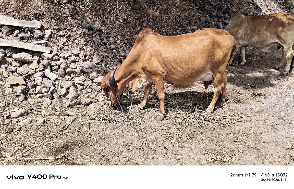 ગીર ગાય છે વેચવાની છે